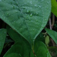 Dioscorea alata L.